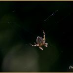 Kreuzspinne im herbstlichen Sonnenbad