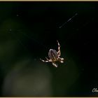 Kreuzspinne im herbstlichen Sonnenbad