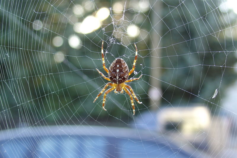 Kreuzspinne im Herbstlicht