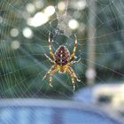 Kreuzspinne im Herbstlicht