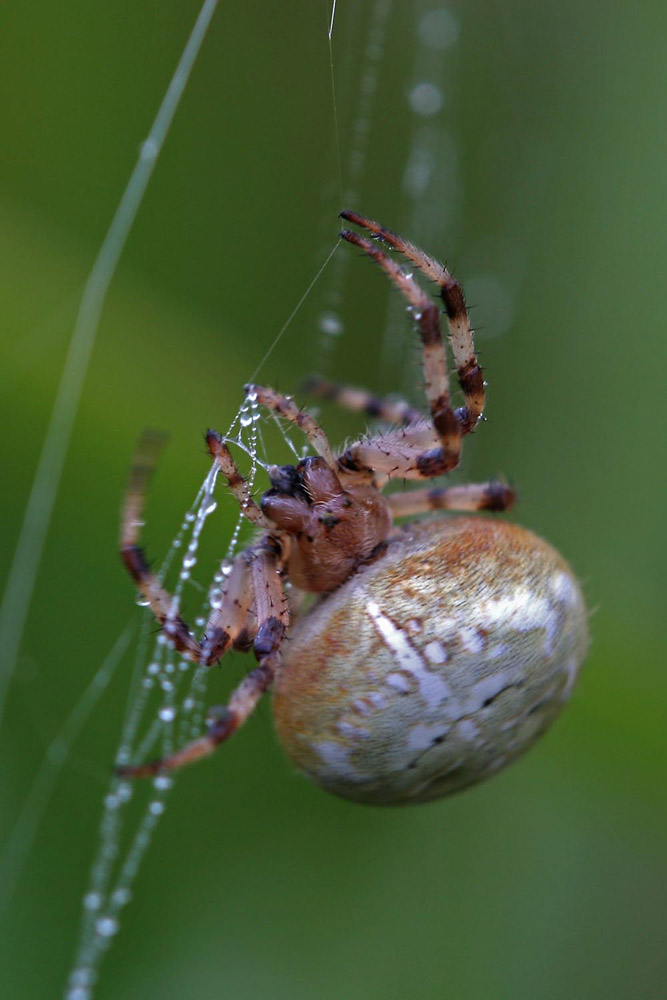 Kreuzspinne im Herbstregen