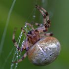 Kreuzspinne im Herbstregen