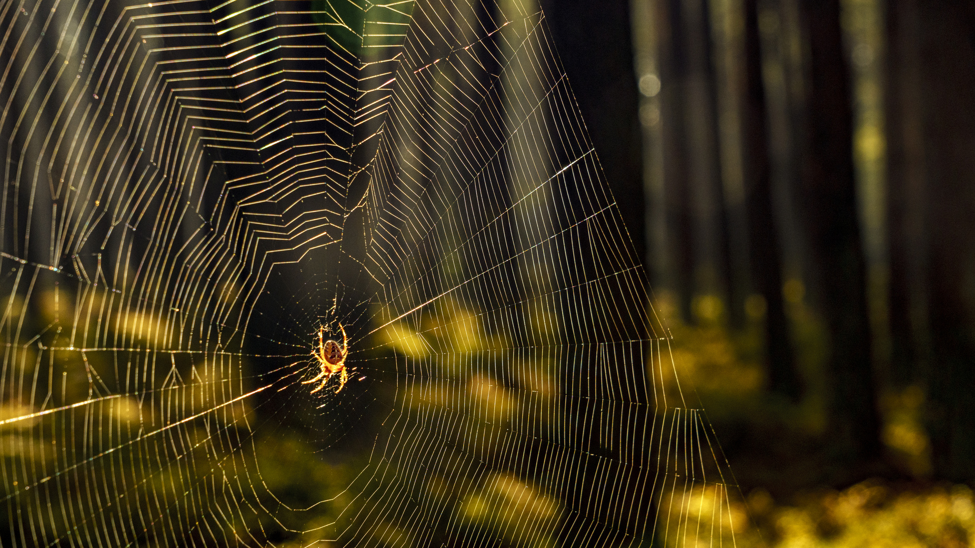 Kreuzspinne im Herbstwald, 2020.09.16