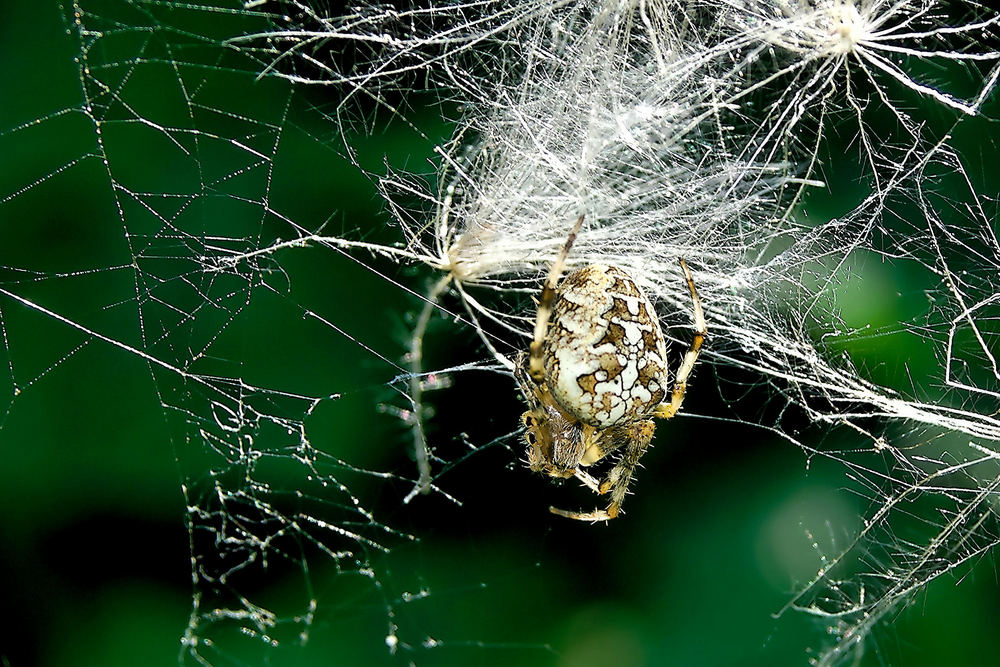 Kreuzspinne im Moor