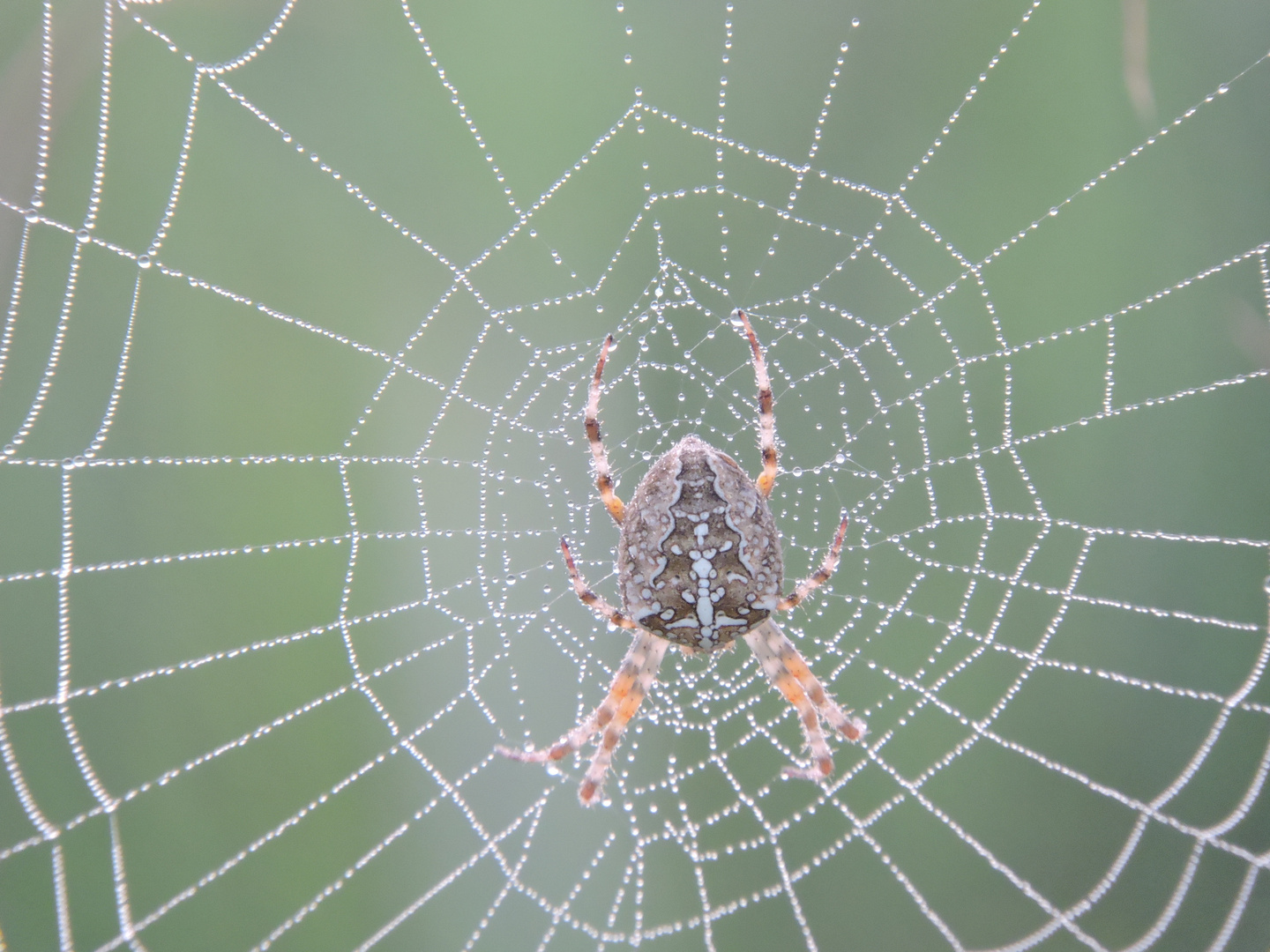 Kreuzspinne im Morgendunst