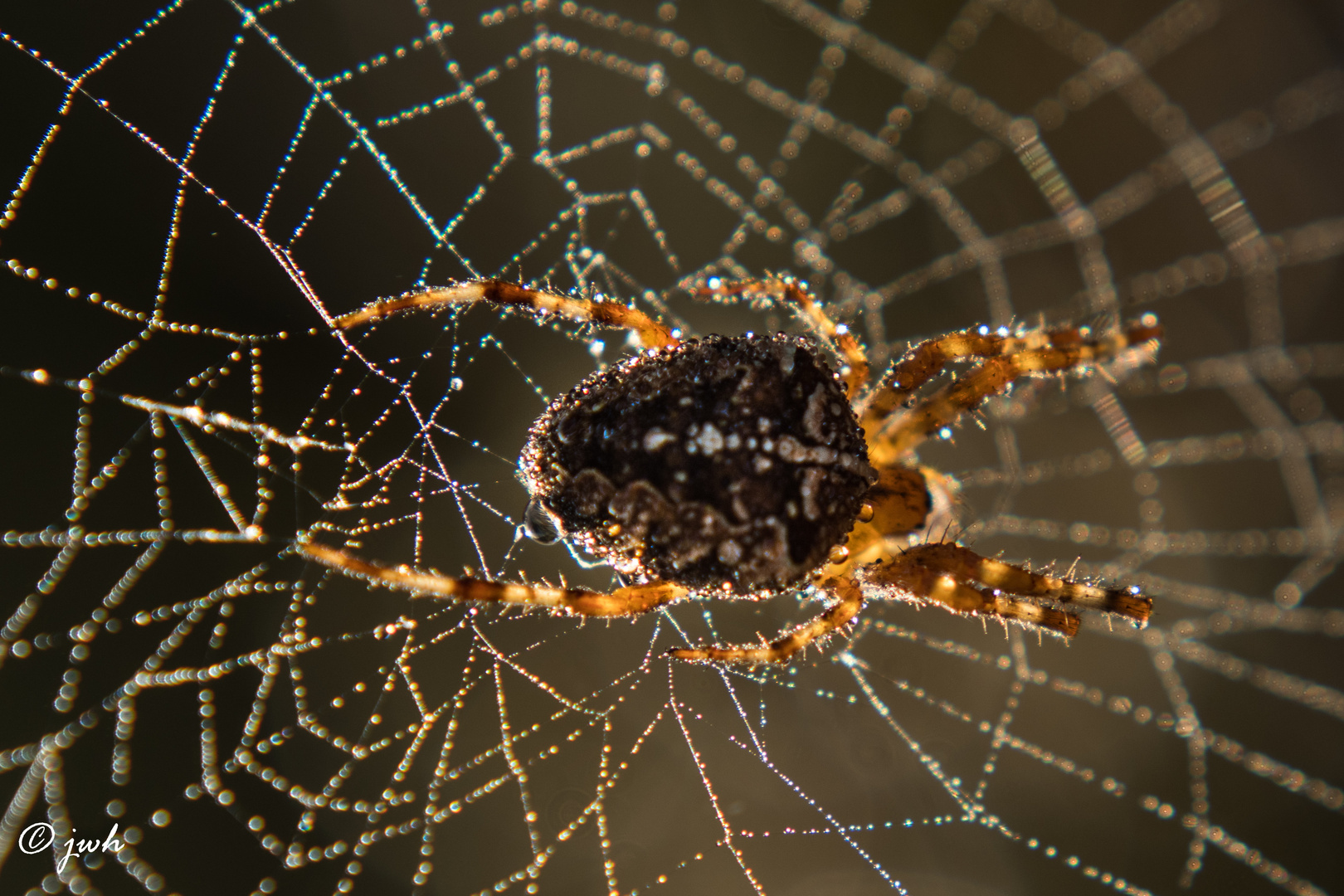 Kreuzspinne im Morgenlicht