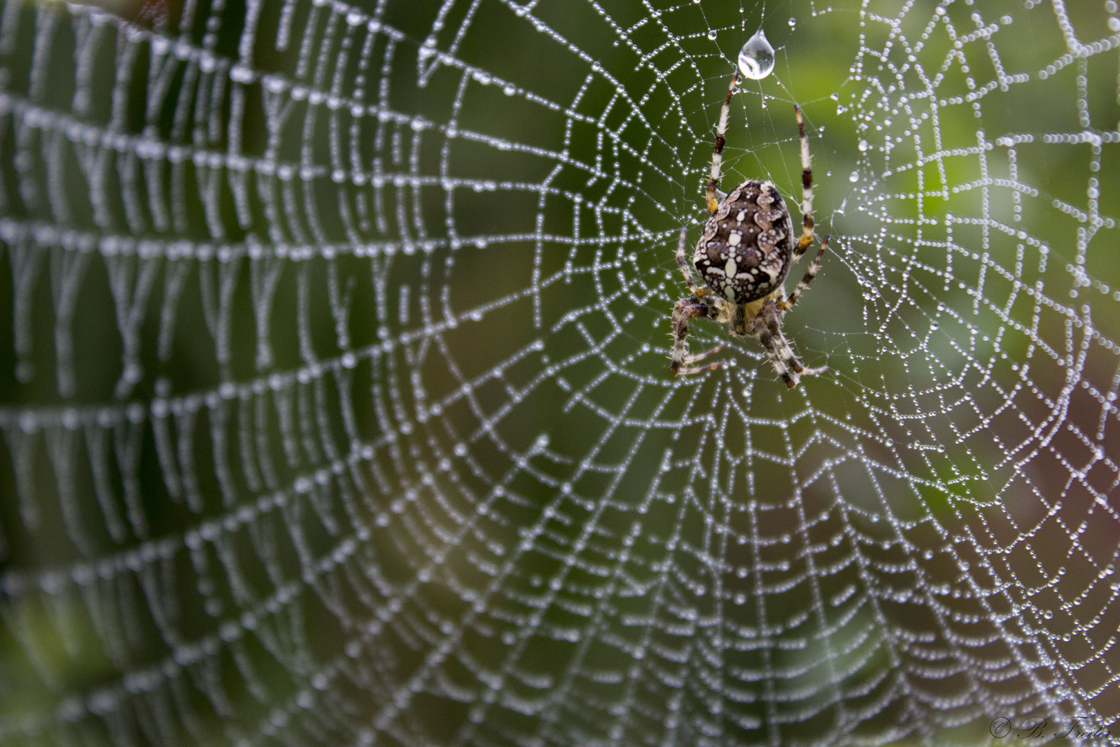 Kreuzspinne im Morgentau