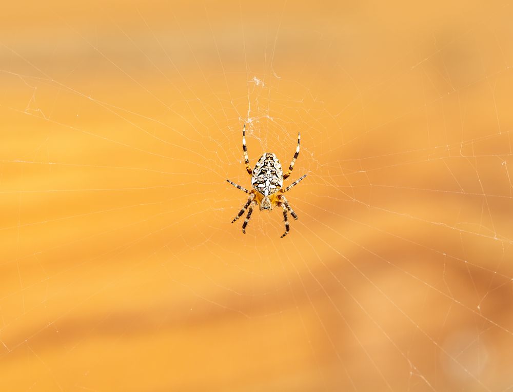 Kreuzspinne im Netz in der Abendsonne.