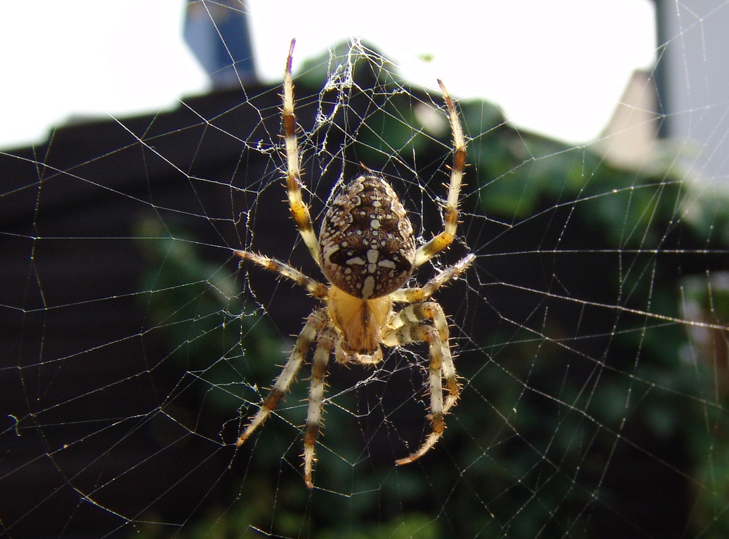 Kreuzspinne im Netz in Lauerstellung