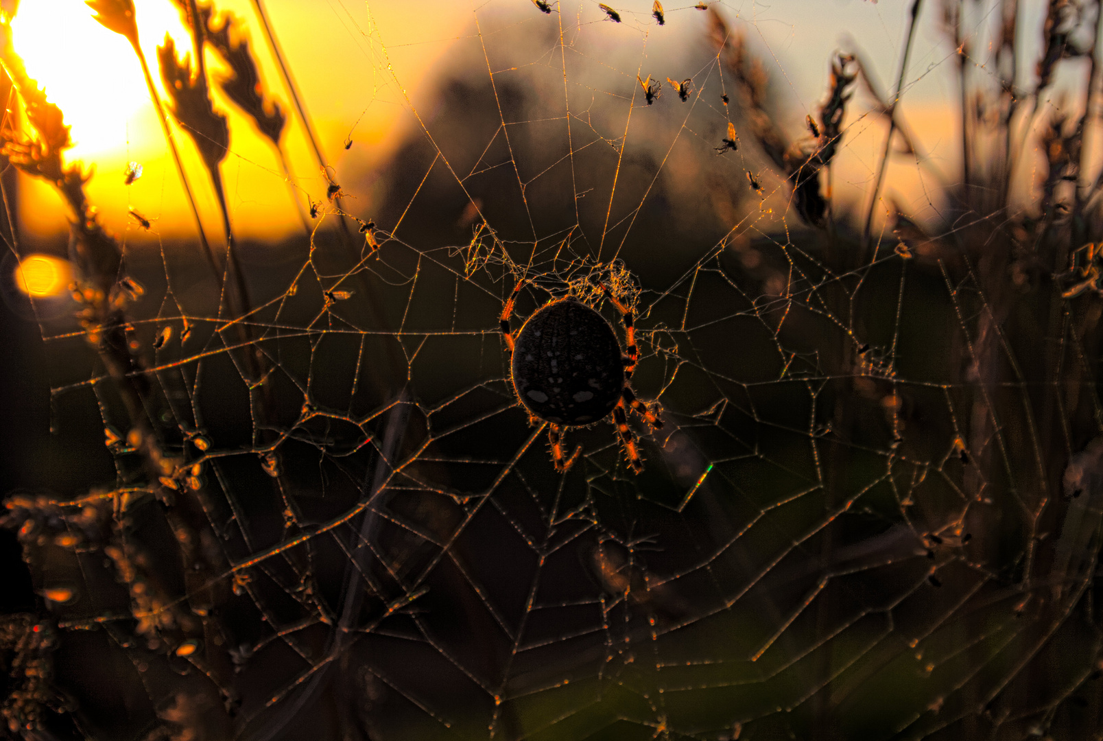 Kreuzspinne im Netz mit Abend(b)rot