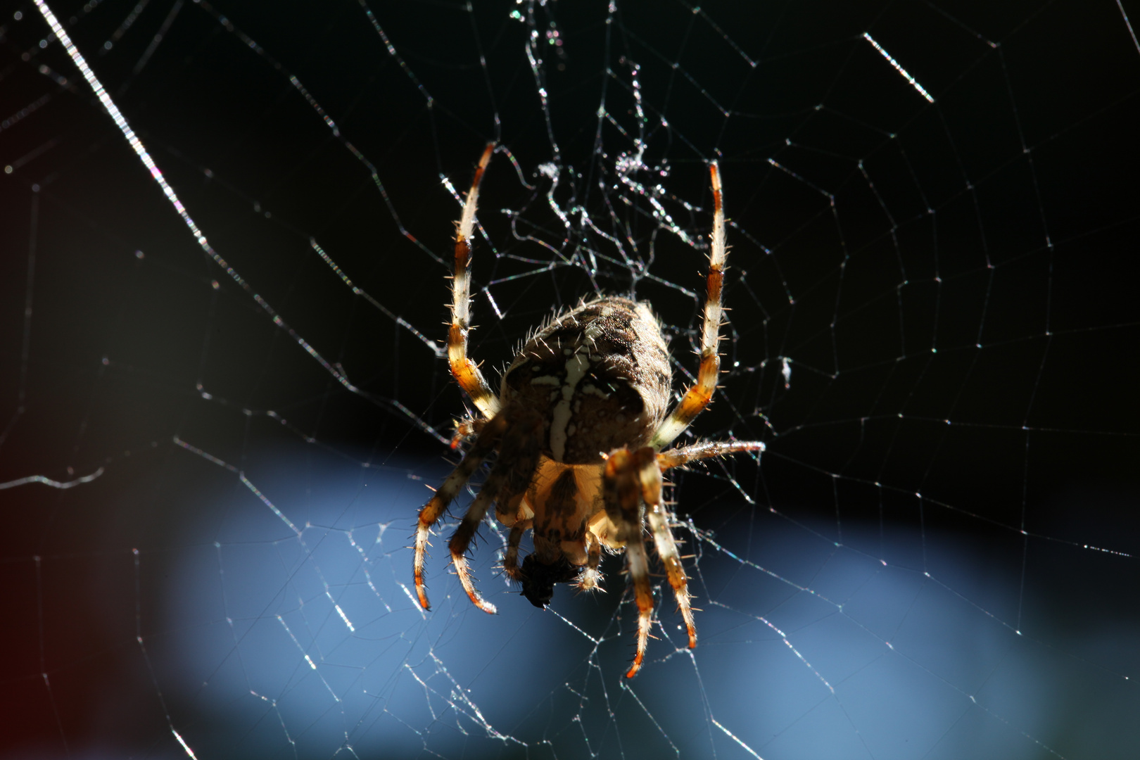 Kreuzspinne im September