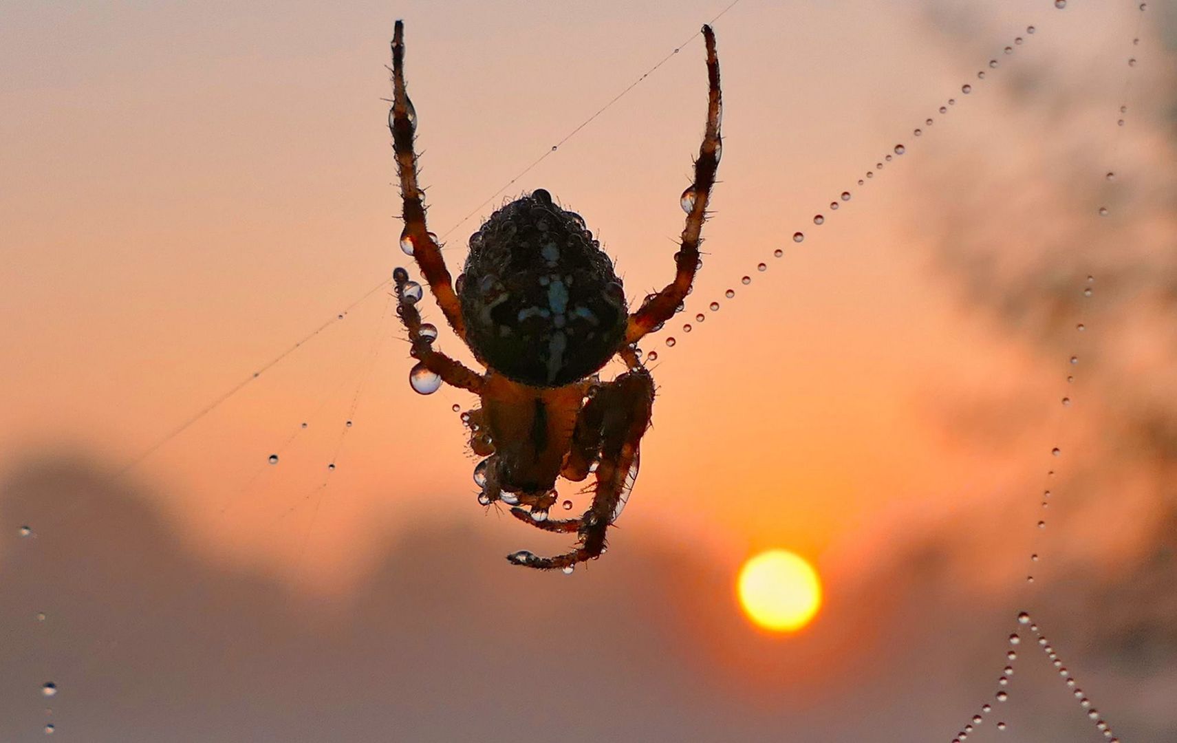 Kreuzspinne im Sonnenaufgang