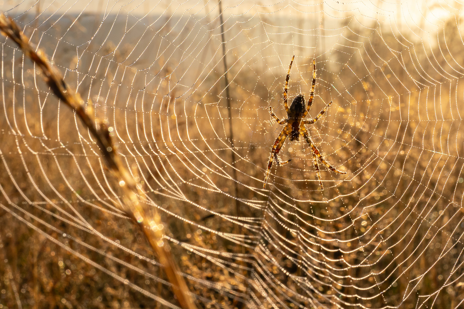 Kreuzspinne im Sonnenaufgang