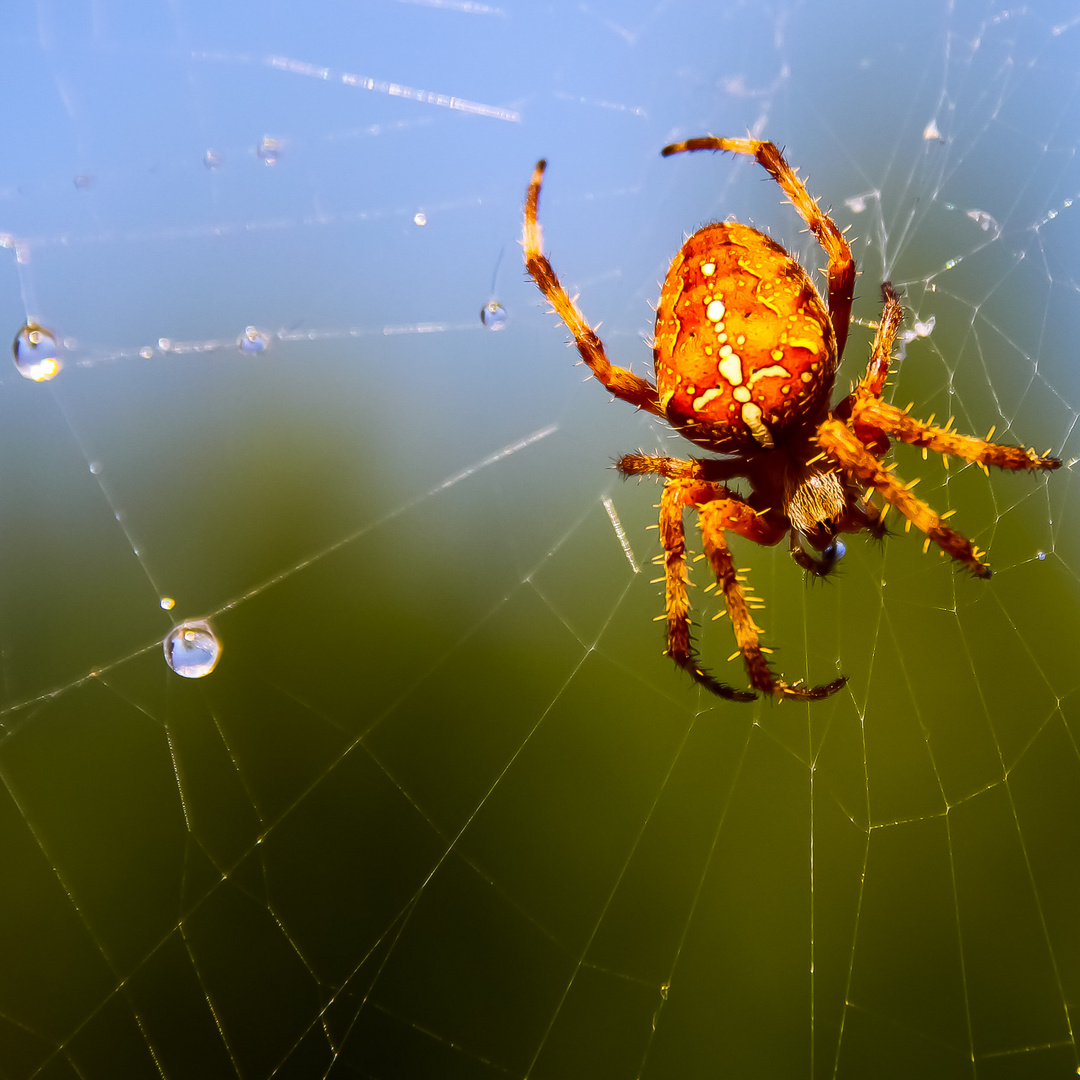 Kreuzspinne im Sonnenlicht