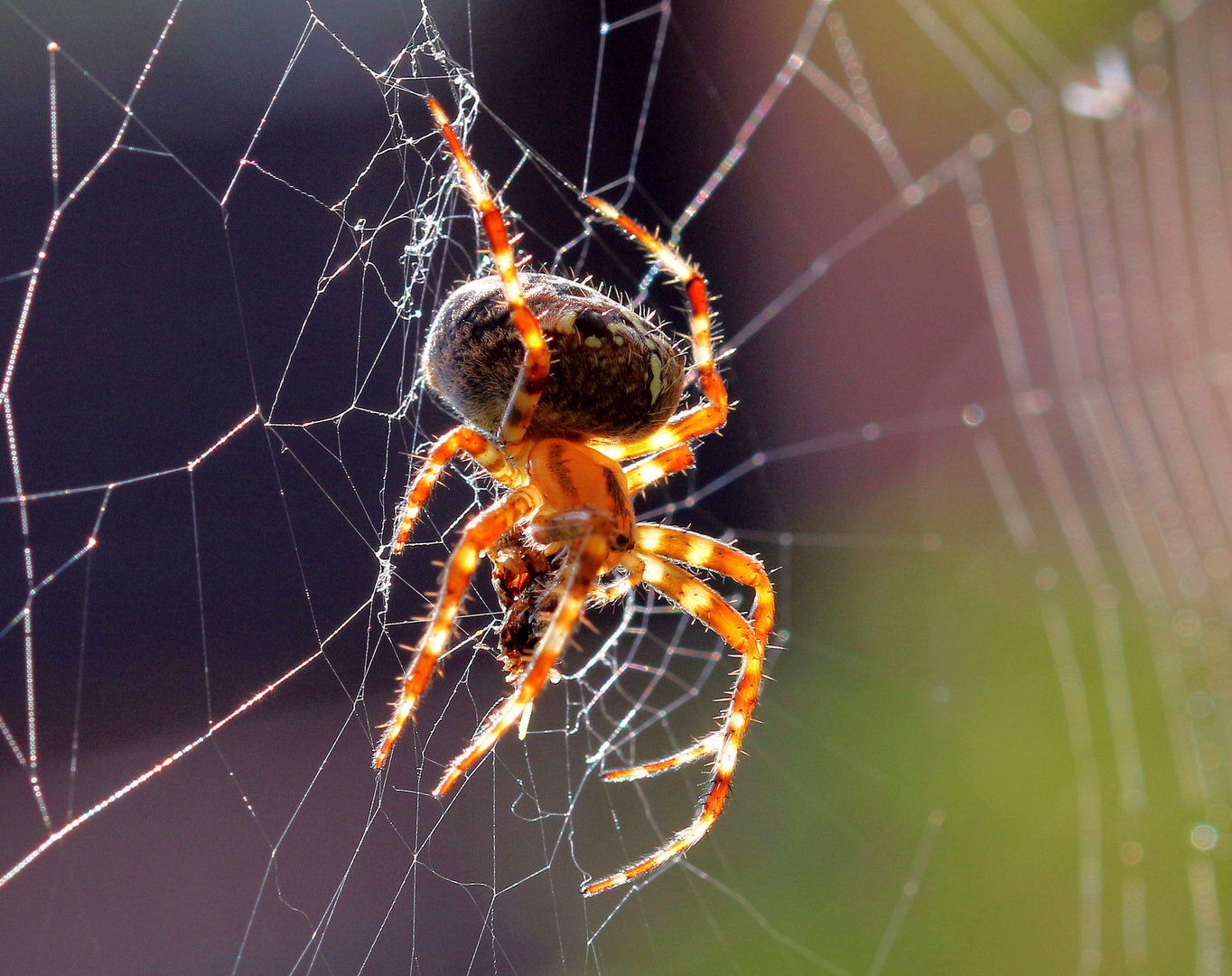 Kreuzspinne im Sonnenlicht