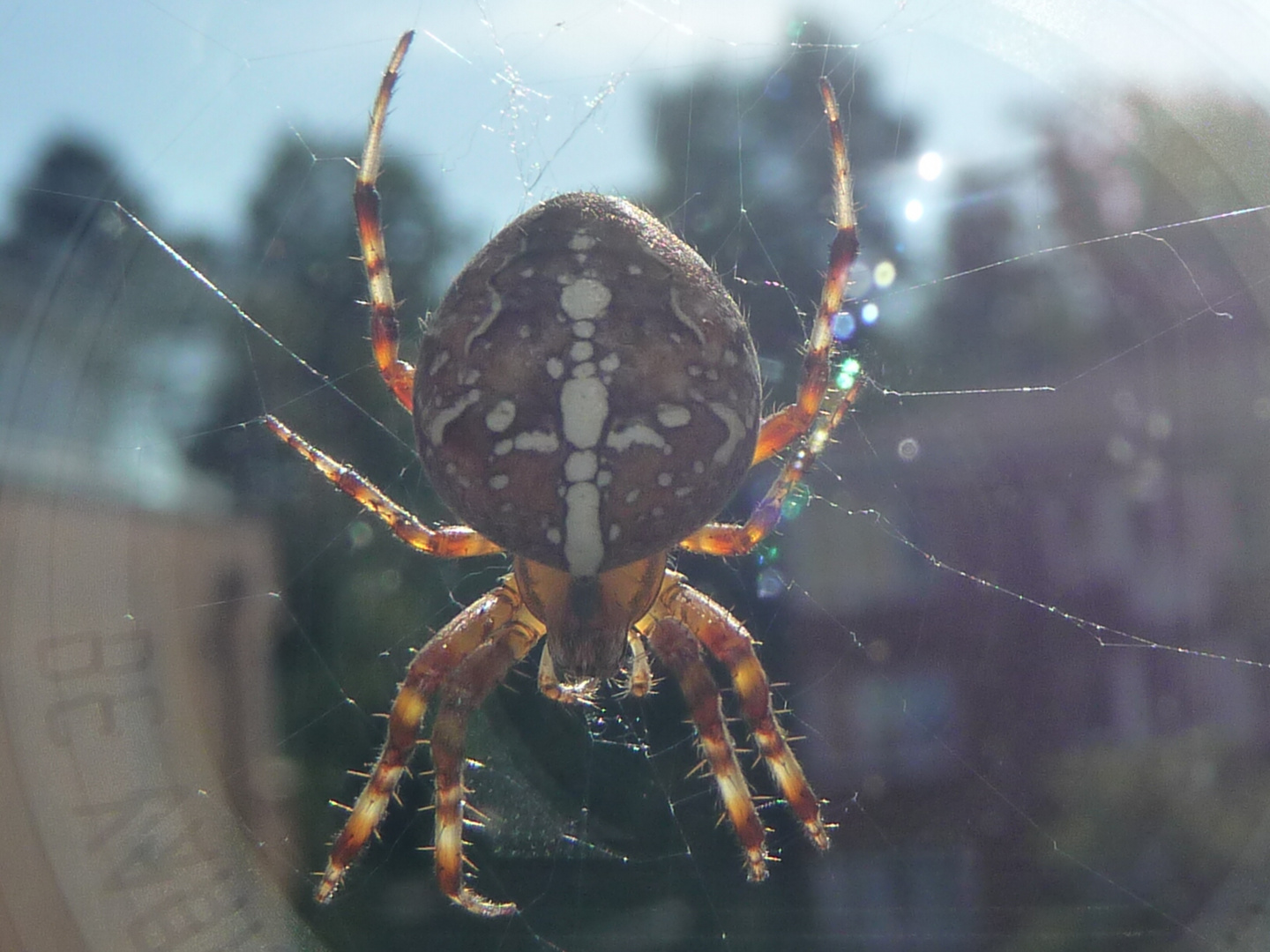 Kreuzspinne im Sonnenschein