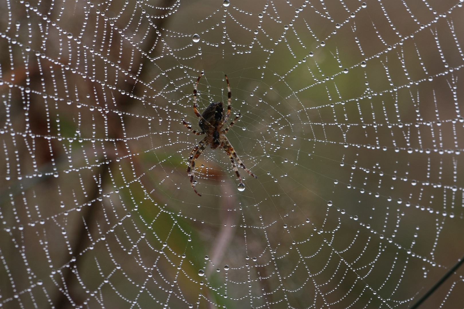 Kreuzspinne im Taunetz