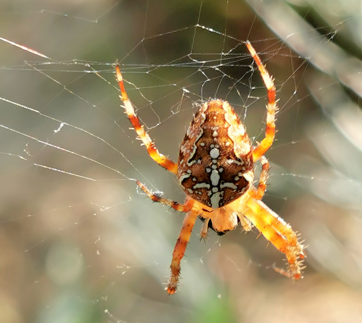 Kreuzspinne im Tiergarten Sept 2020