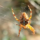 Kreuzspinne im Tiergarten Sept 2020