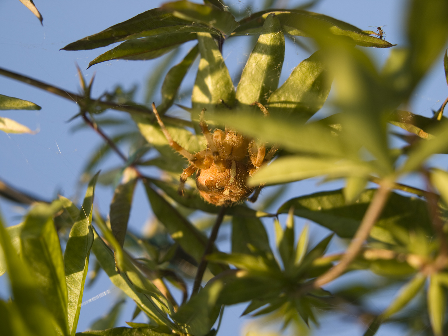 Kreuzspinne im Versteck