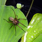 Kreuzspinne im Wasserfass