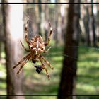 Kreuzspinne im Wendland