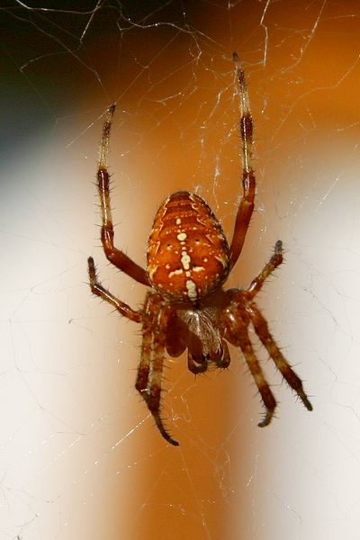 Kreuzspinne in der Abendsonne