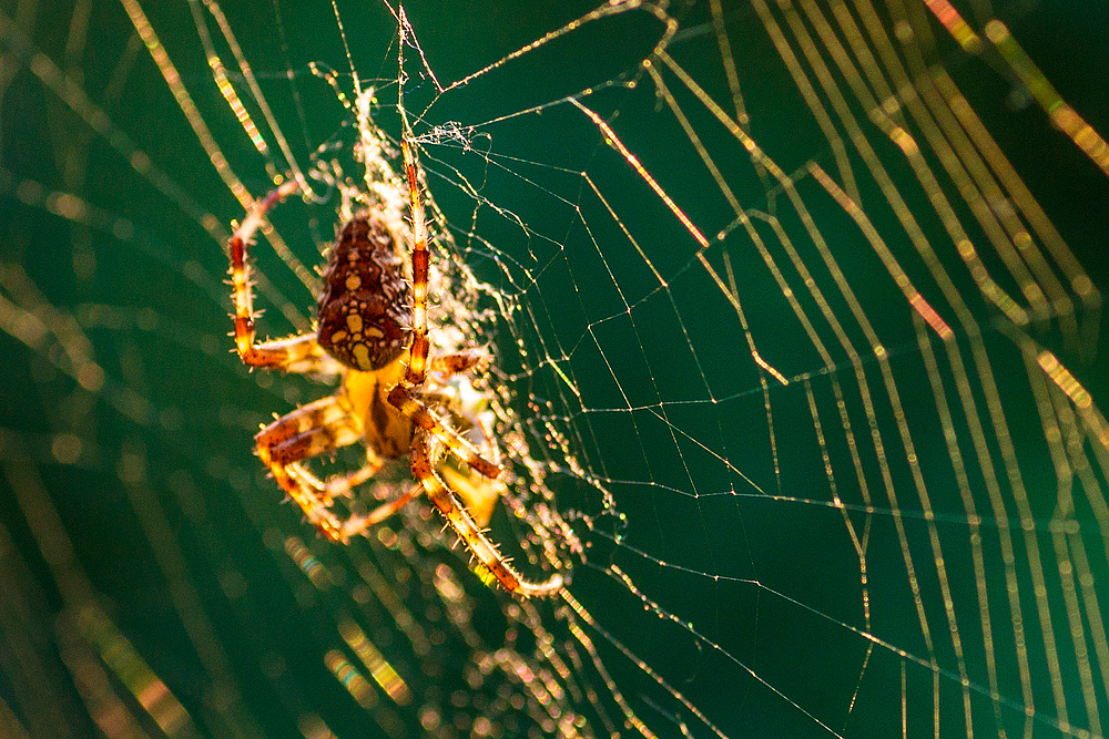 Kreuzspinne in der Abendsonne