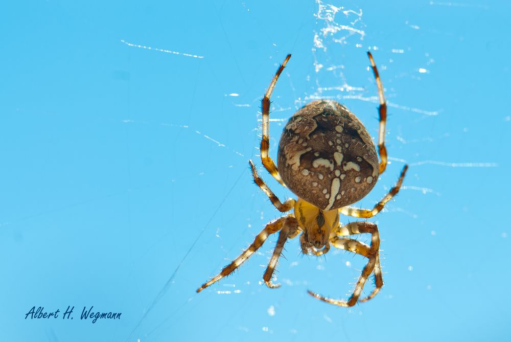 Kreuzspinne in der Herbstsonne