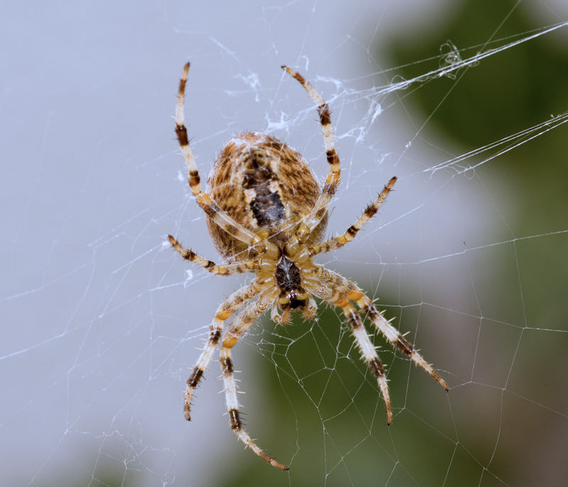 Kreuzspinne in der Mittagssonne