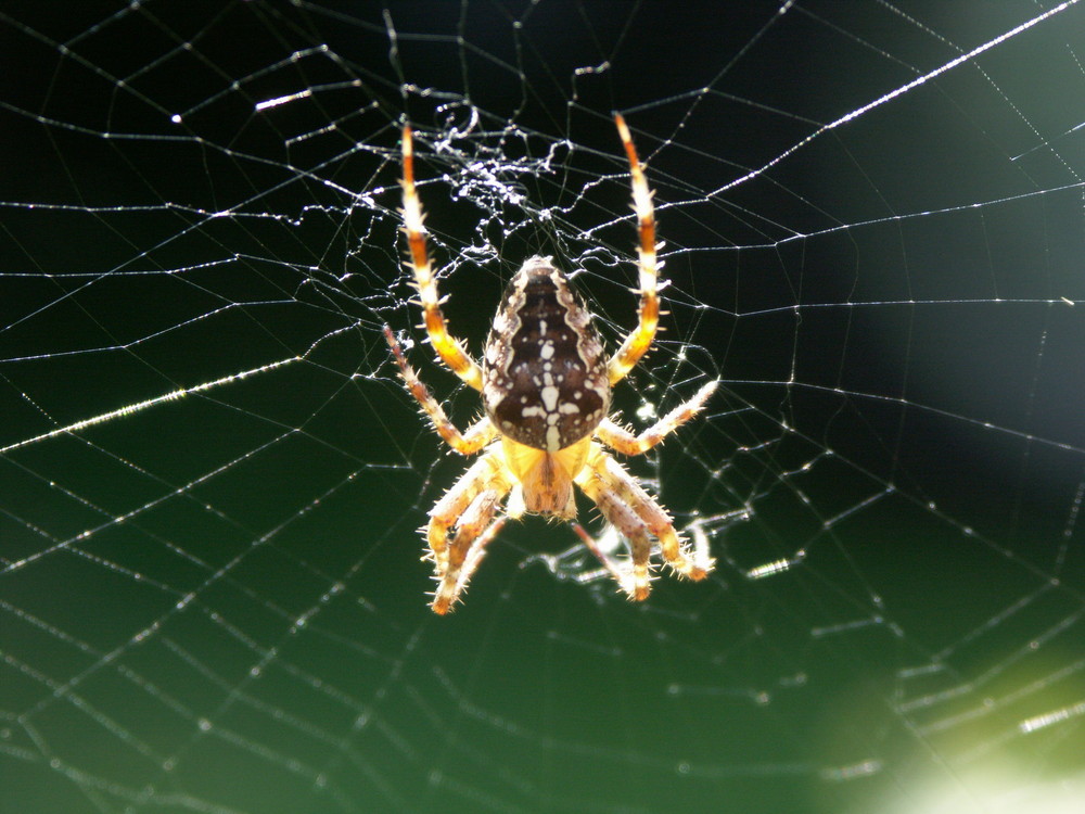 Kreuzspinne in der Sonne