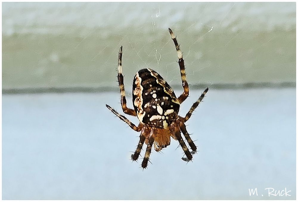Kreuzspinne in ihrem Netz ! Foto & Bild naturkreativ, sommer, natur
