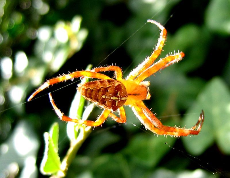 Kreuzspinne in orange