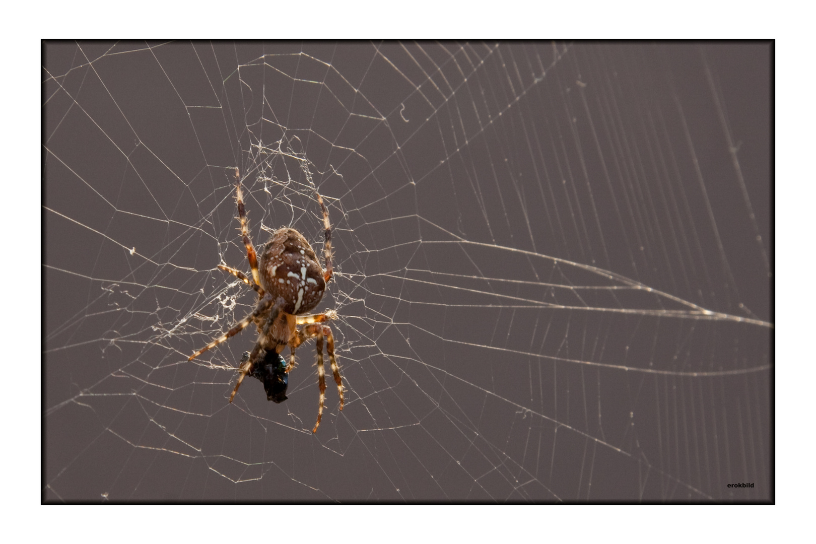 Kreuzspinne in scene gesetzt