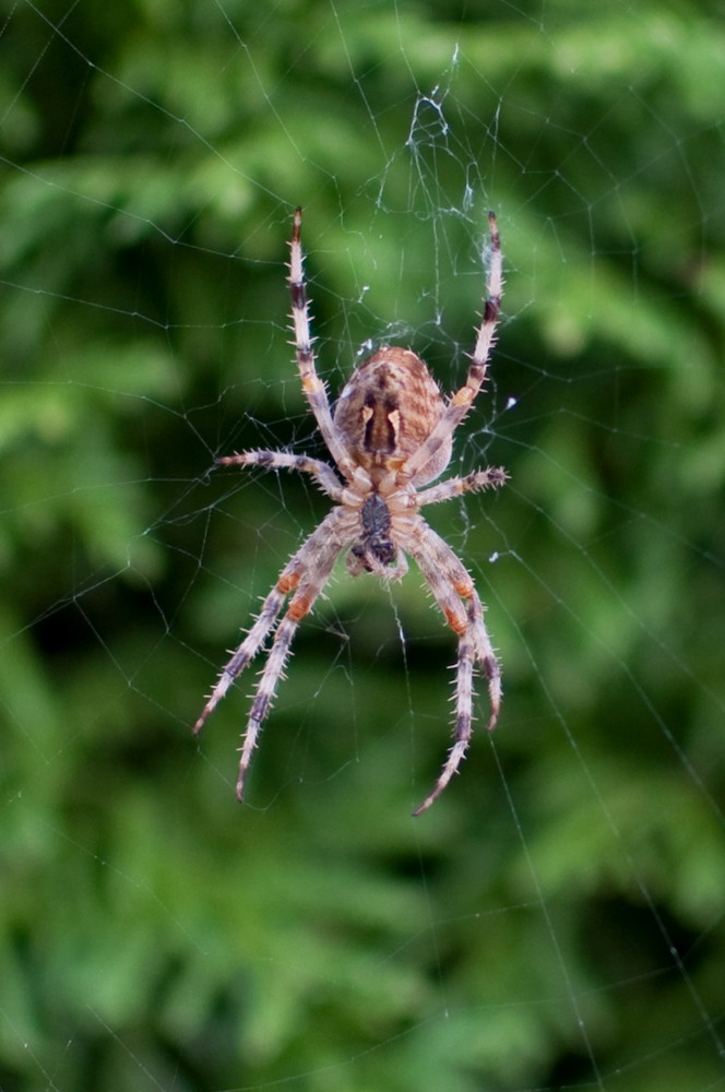 Kreuzspinne in unserem Garten