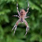 Kreuzspinne in unserem Garten