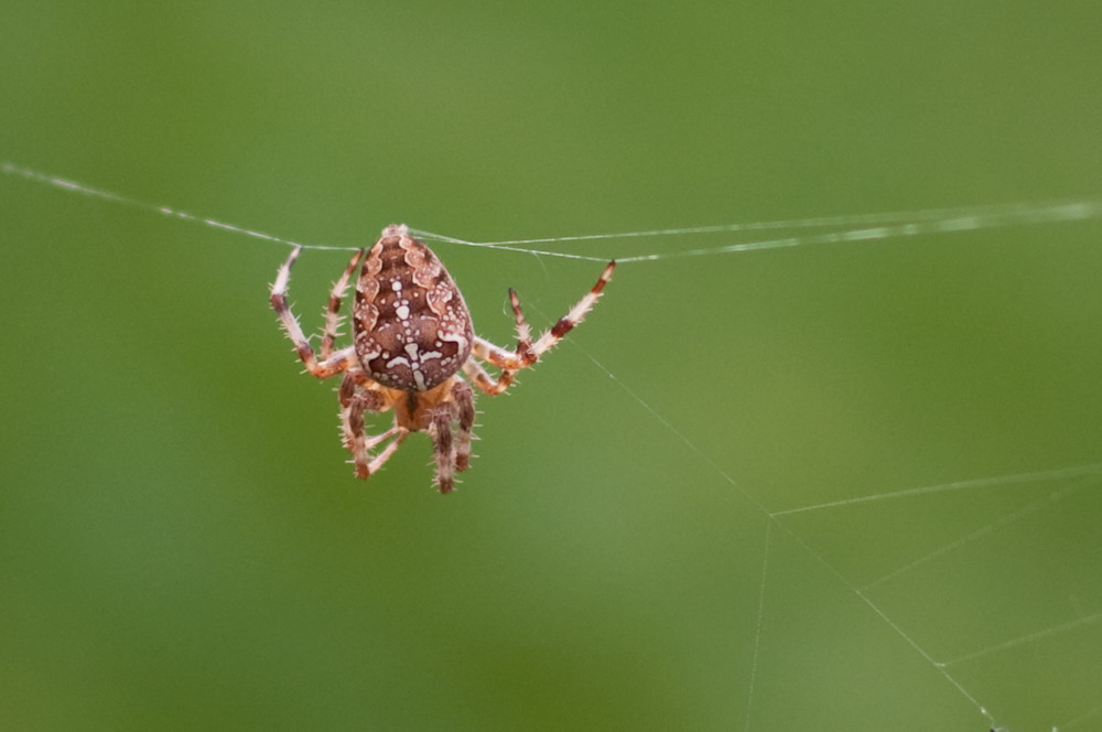 Kreuzspinne in unserem Garten2