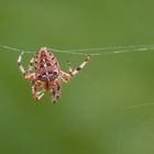 Kreuzspinne in unserem Garten2