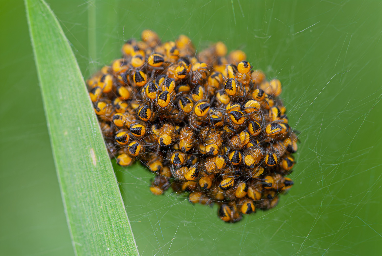 Kreuzspinne Jungtiere