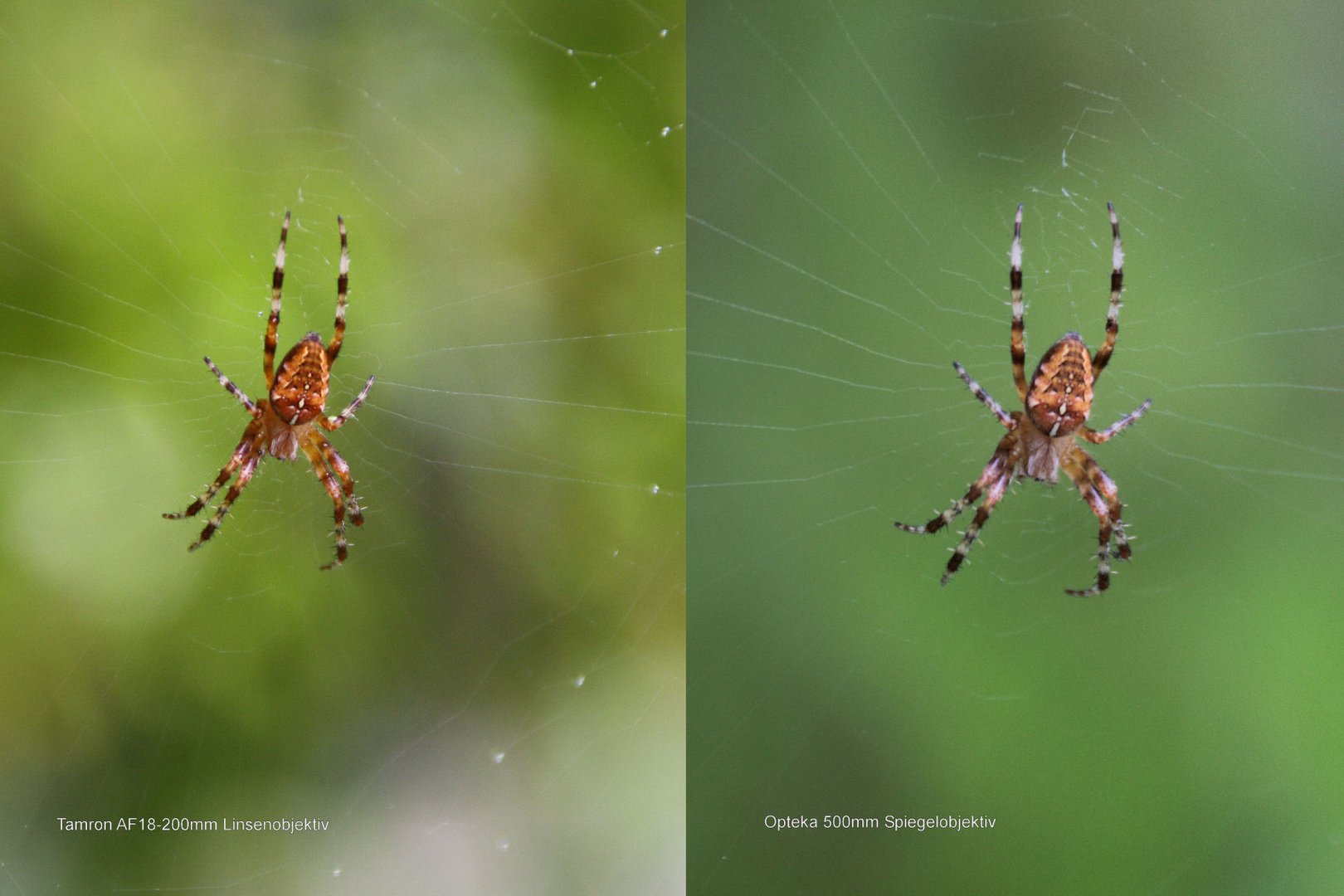 Kreuzspinne Linse VS Spiegel