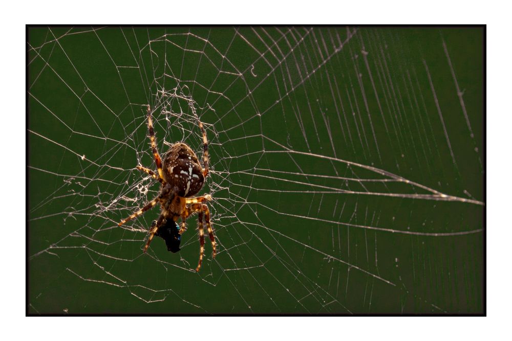 Kreuzspinne mit Beute von erokbild 