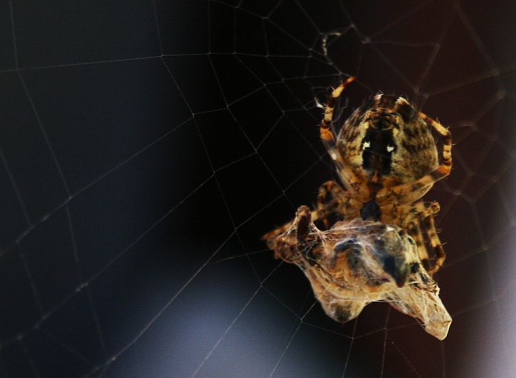 Kreuzspinne mit Beute