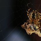 Kreuzspinne mit Beute