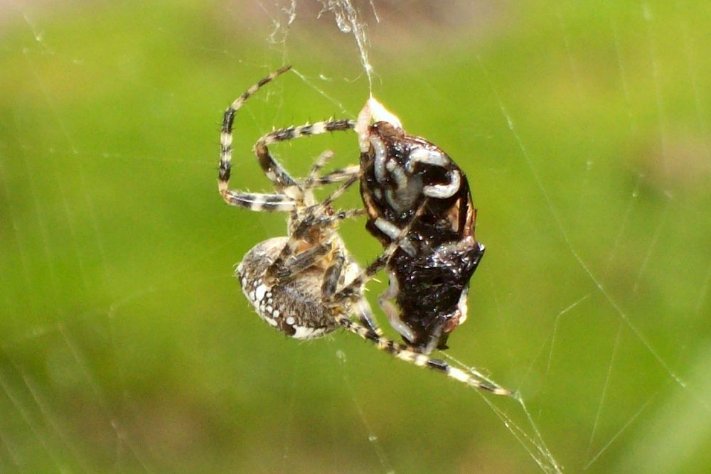 Kreuzspinne mit Beute