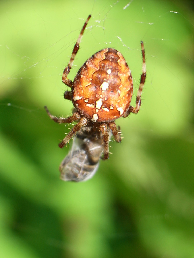 kreuzspinne mit beute