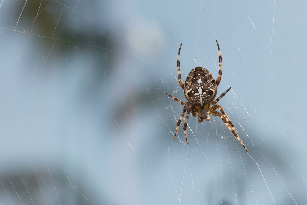 Kreuzspinne mit blauen Hintergrund