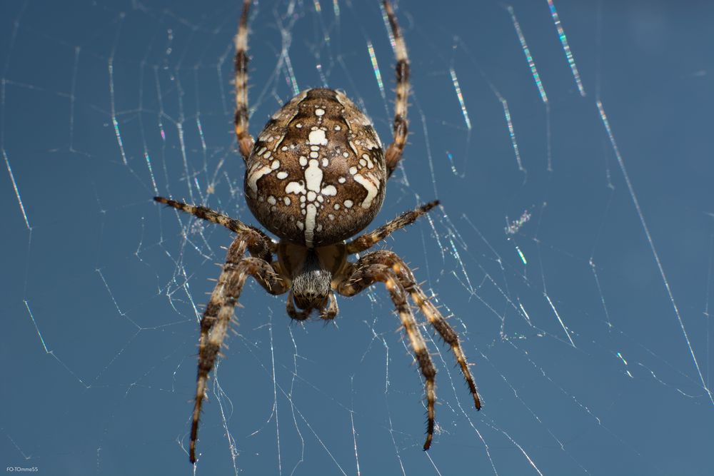 Kreuzspinne mit Glitzerfäden