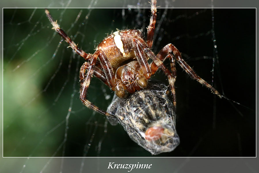 Kreuzspinne mit Ihrem Fang