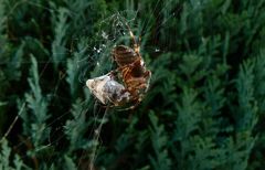 Kreuzspinne mit Lunchpaket