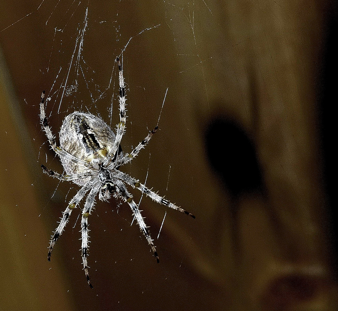 Kreuzspinne mit Schatten